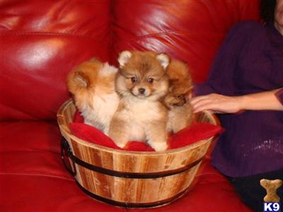 Pomeranian Puppies in FL